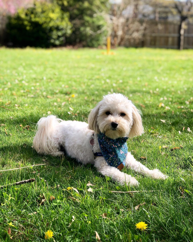 Maltipoo Being Cute