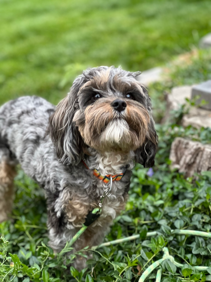 Cavapoo Pup