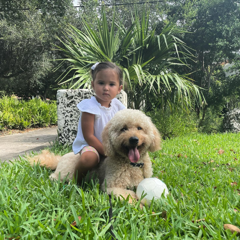 Mini Goldendoodle Being Cute