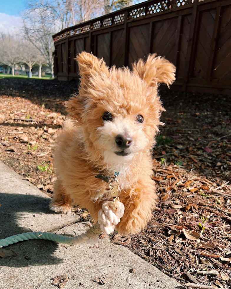 Poochon Being Cute