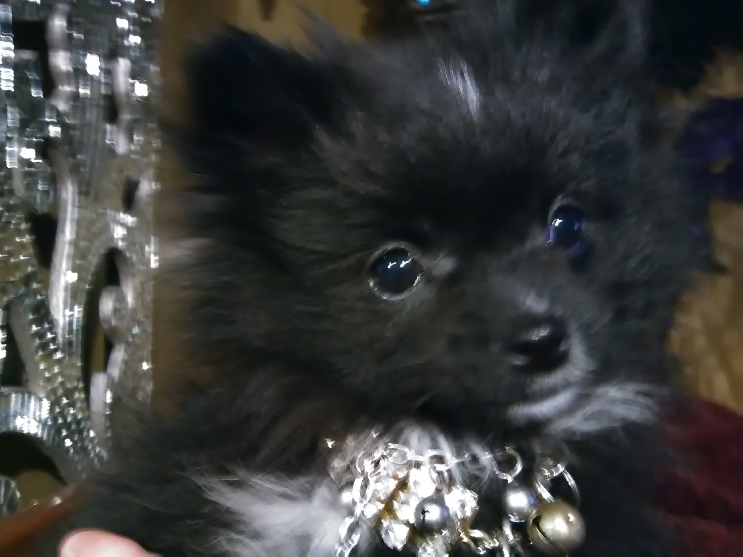 Funny Pomeranian Purebred Pup