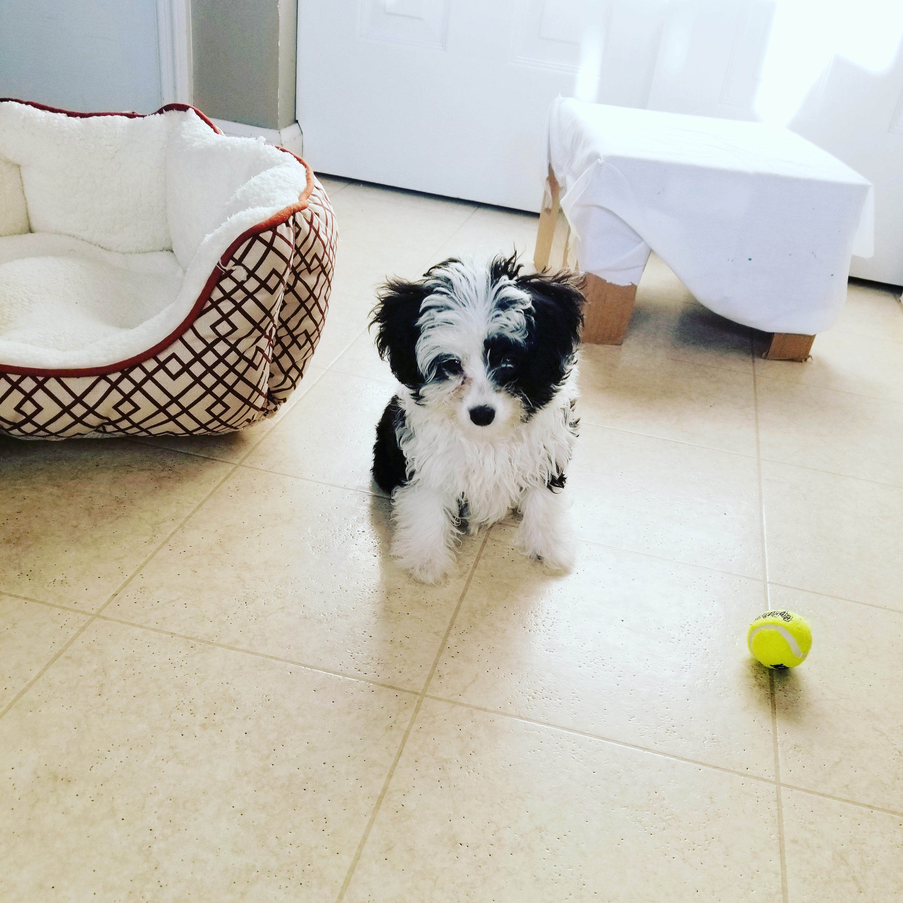 Petite Mini Aussiedoodle Poodle Mix Pup
