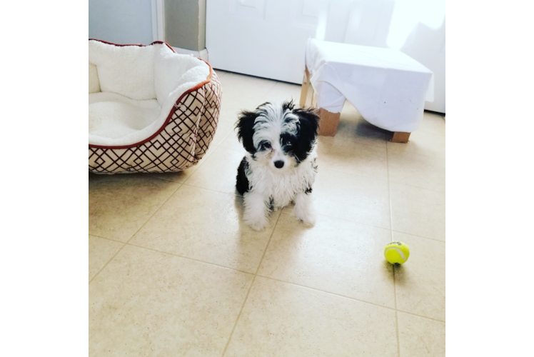 Petite Mini Aussiedoodle Poodle Mix Pup