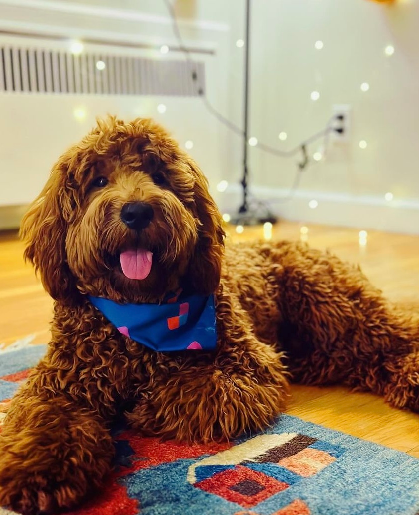 Mini Goldendoodle Pup Being Cute
