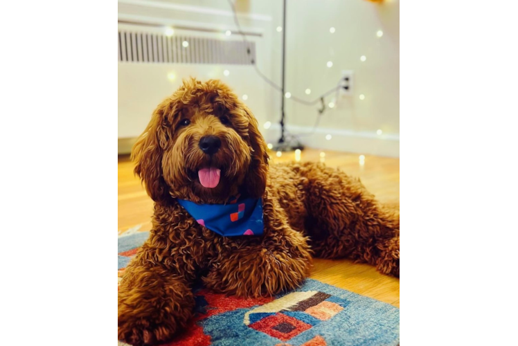 Mini Goldendoodle Pup Being Cute