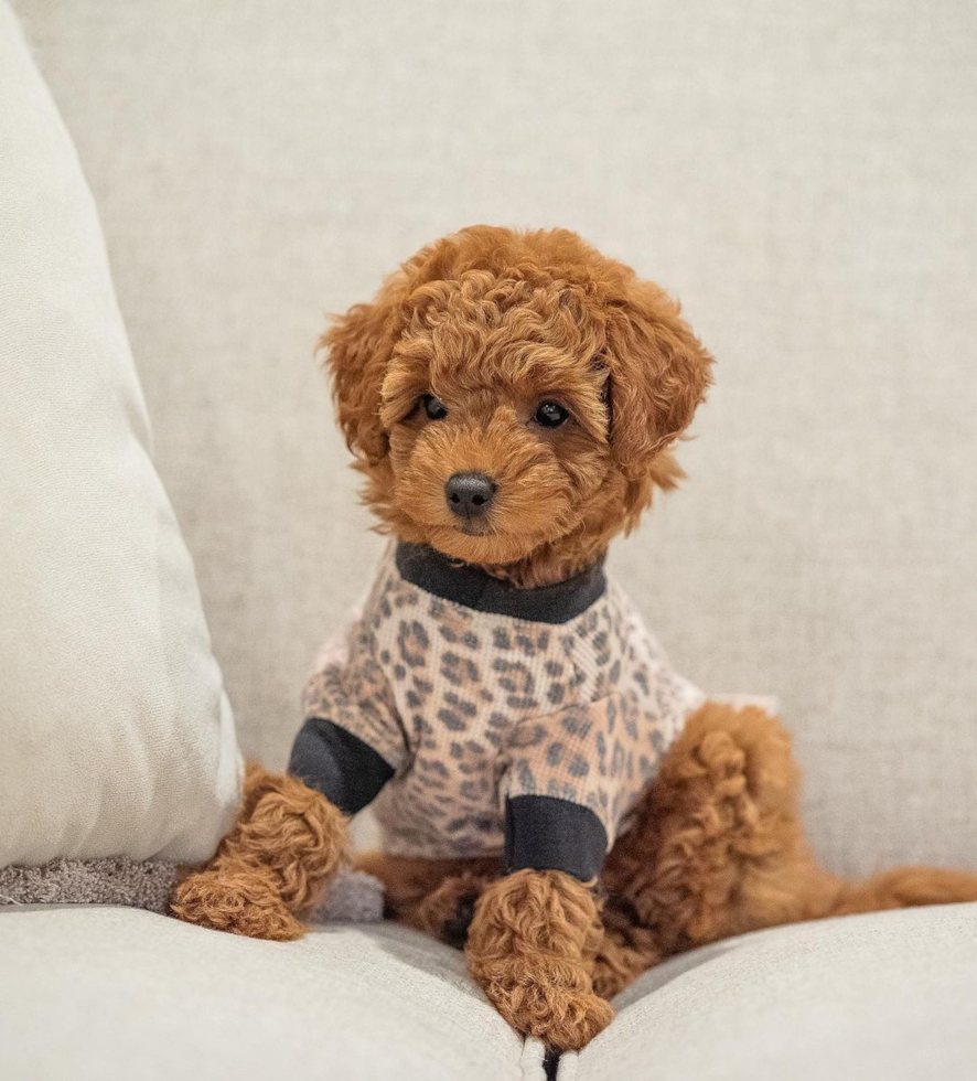 Energetic Golden Retriever Poodle Mix Pup