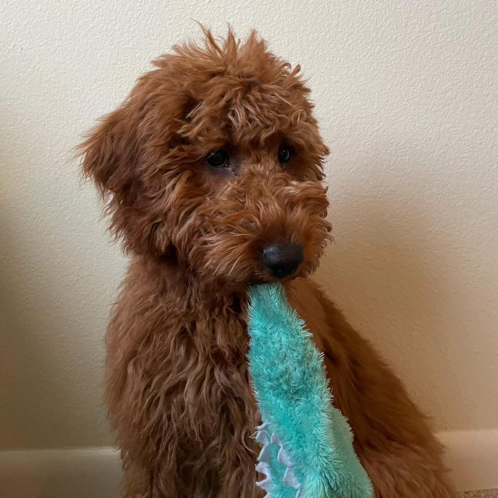 Santa Clara Mini Goldendoodle Pup