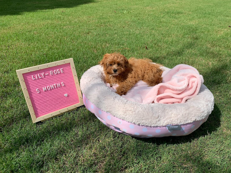 Cavapoo Being Cute