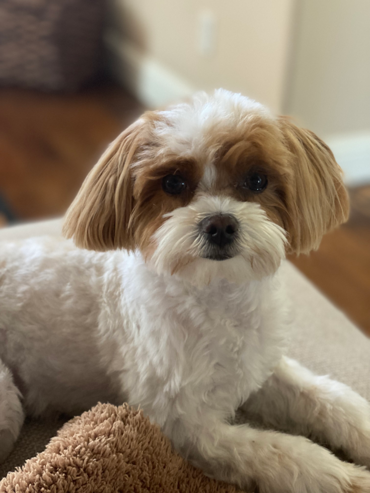 Adorable Maltese Poodle Poodle Mix Pup