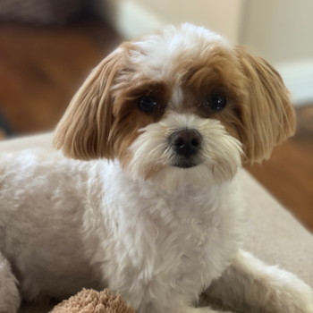 Adorable Maltese Poodle Poodle Mix Pup