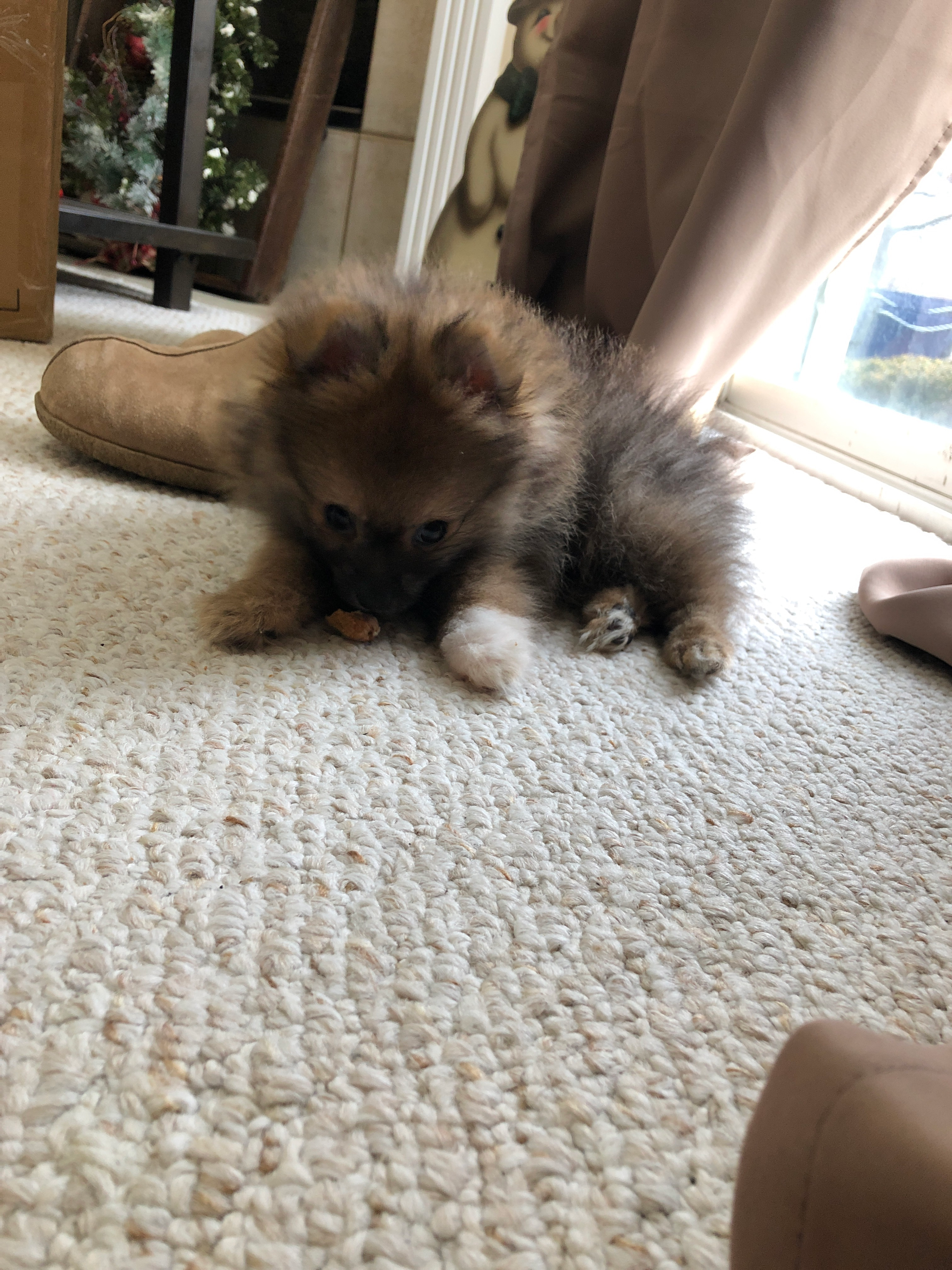 Cute Pomeranian Purebred Puppy