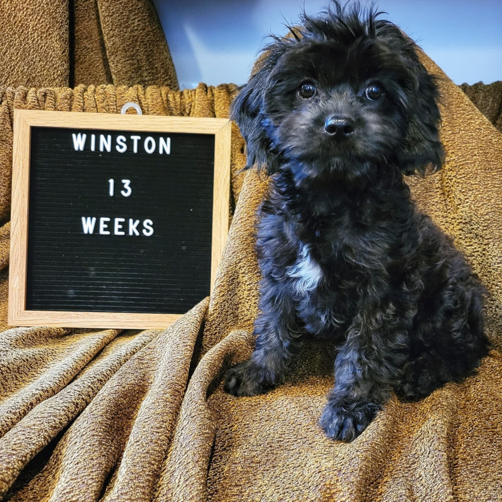 Happy Cavapoo Pup in Milwaukie OR