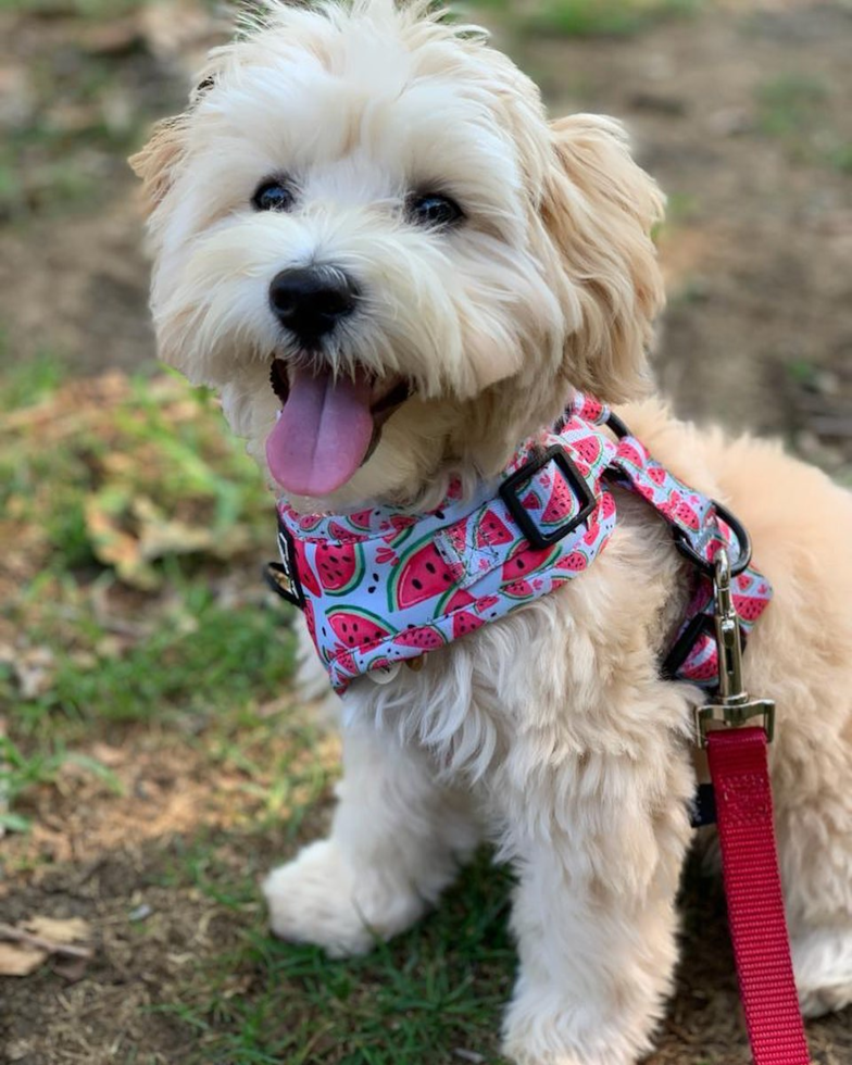 Brooklyn Maltipoo Pup