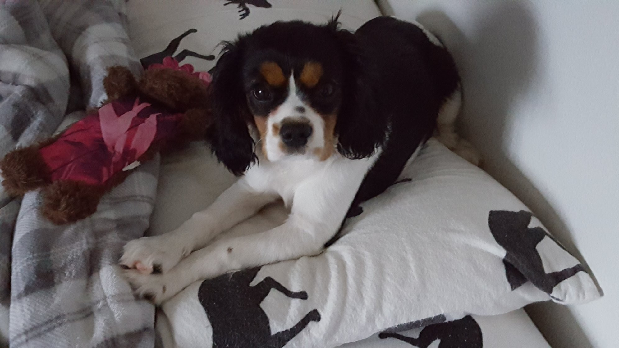 Friendly Cavalier King Charles Spaniel Baby