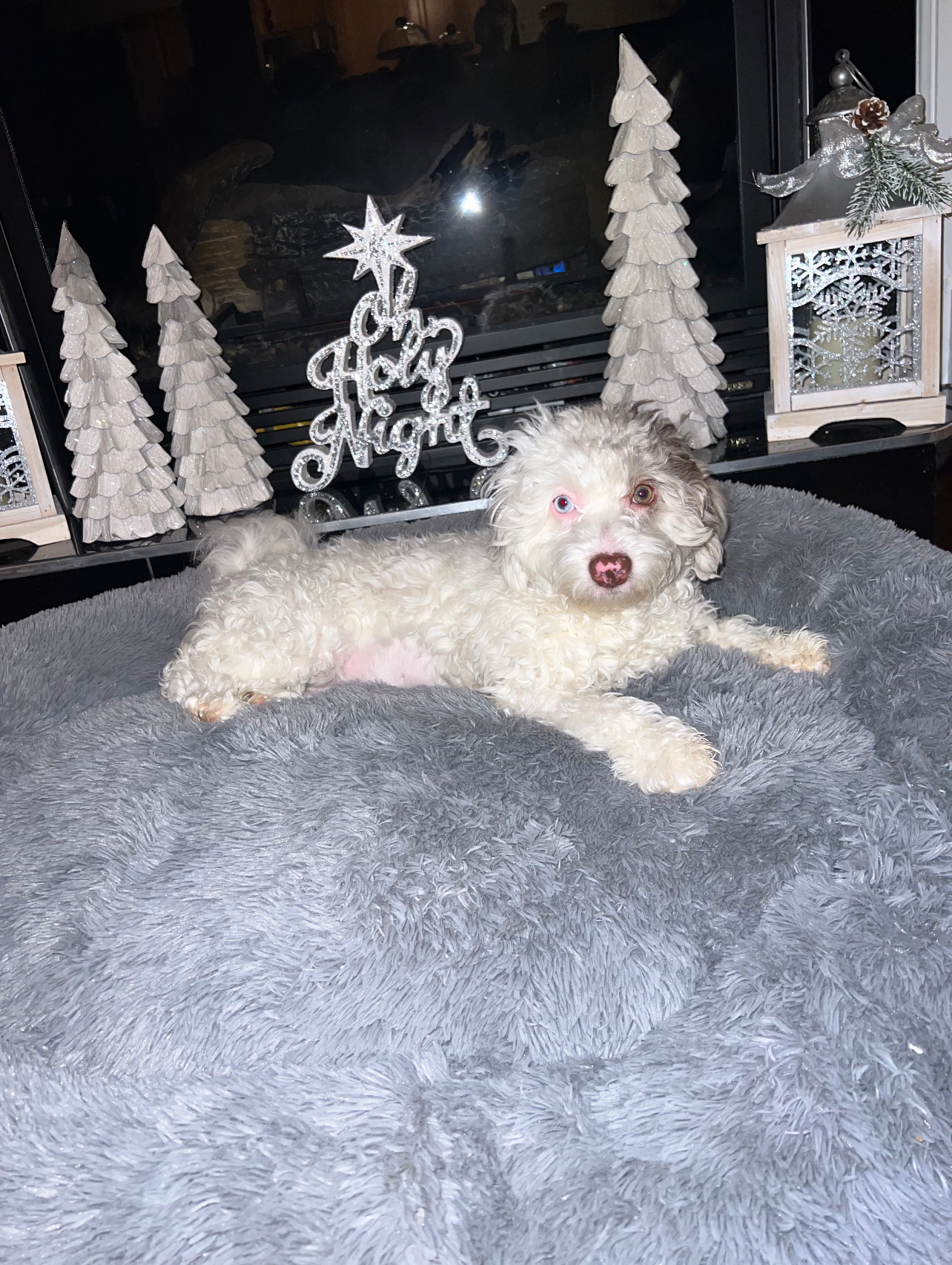 Adorable Labrador Poodle Mix Puppy