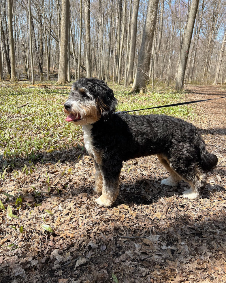 Playful Bernadoodle Poodle Mix Pup