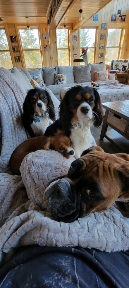 Little Cavalier King Charles Spaniel Purebred Pup