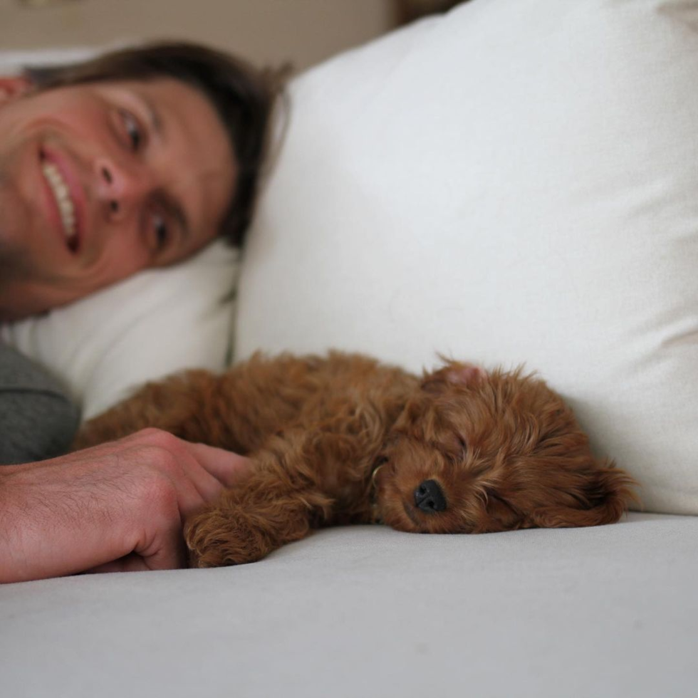 Pleasant Ridge Cavapoo Pup