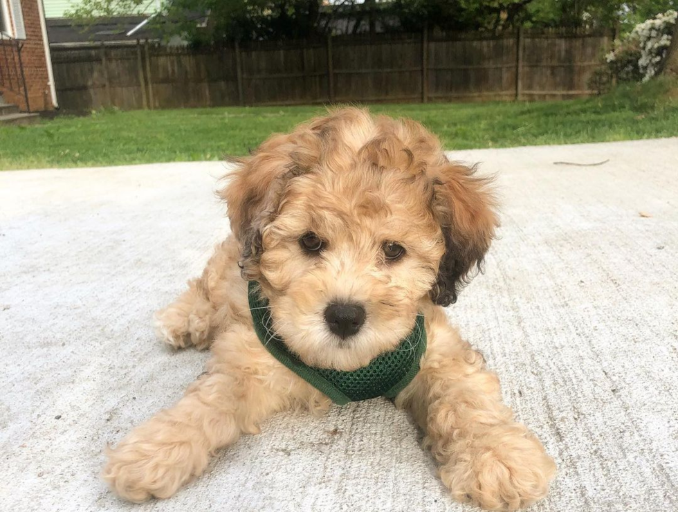 Friendly Cavapoo Pup in 1280 East West Highway MD