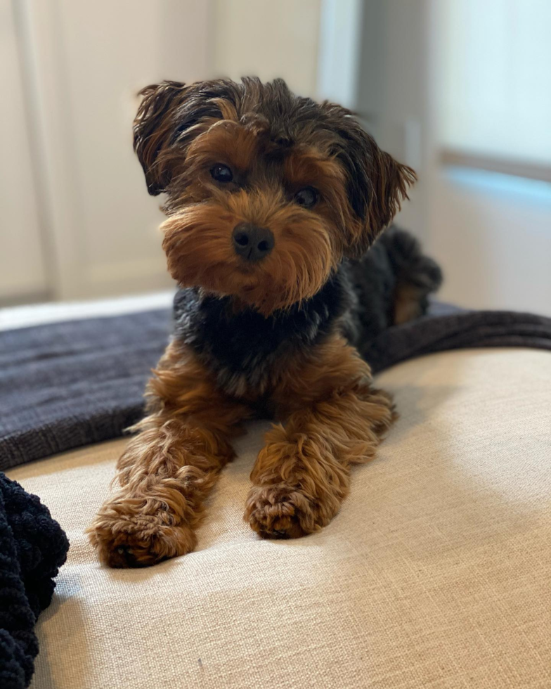 Petite Yorkie Poo Poodle Mix Pup