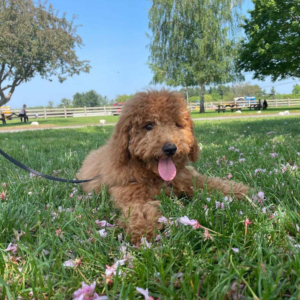 Little Golden Retriever Poodle Mix Pup