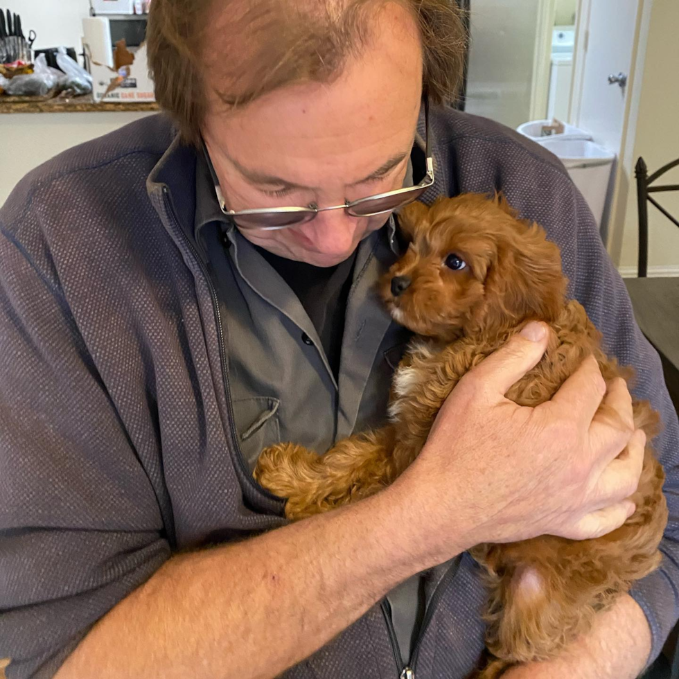 Little Cavoodle Poodle Mix Pup