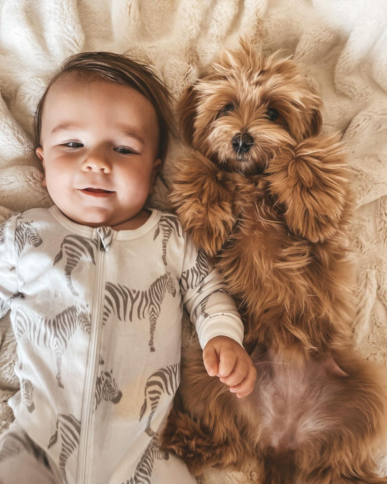 Popular Maltipoo Poodle Mix Pup