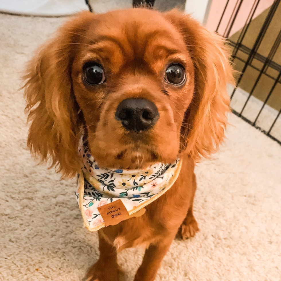 Popular Cavalier King Charles Spaniel Purebred Pup