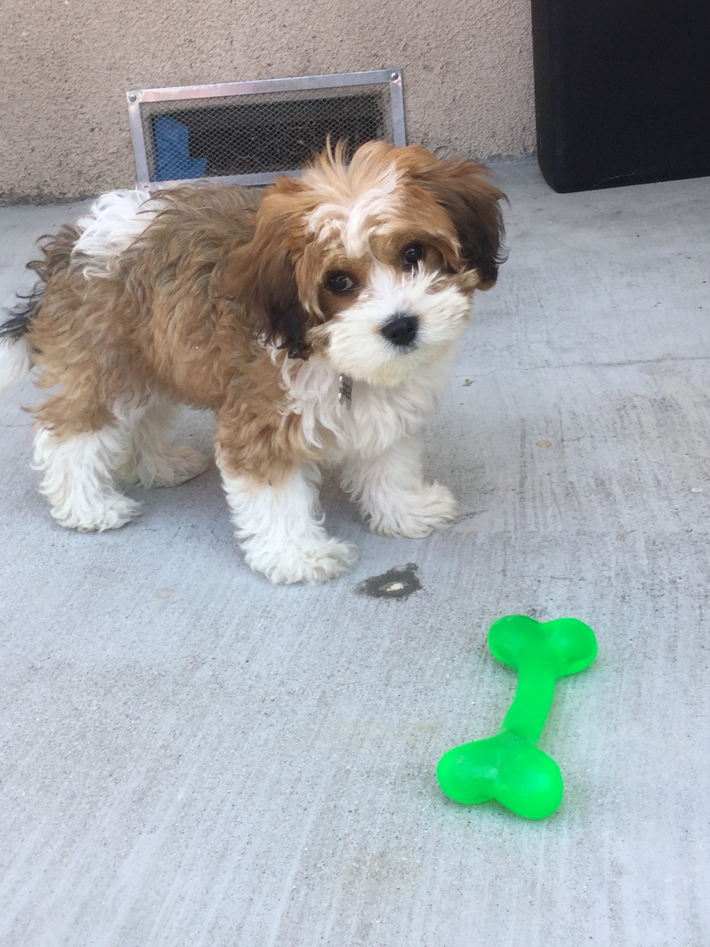 Playful Cavalier Designer Puppy