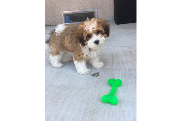 Playful Cavalier Designer Puppy