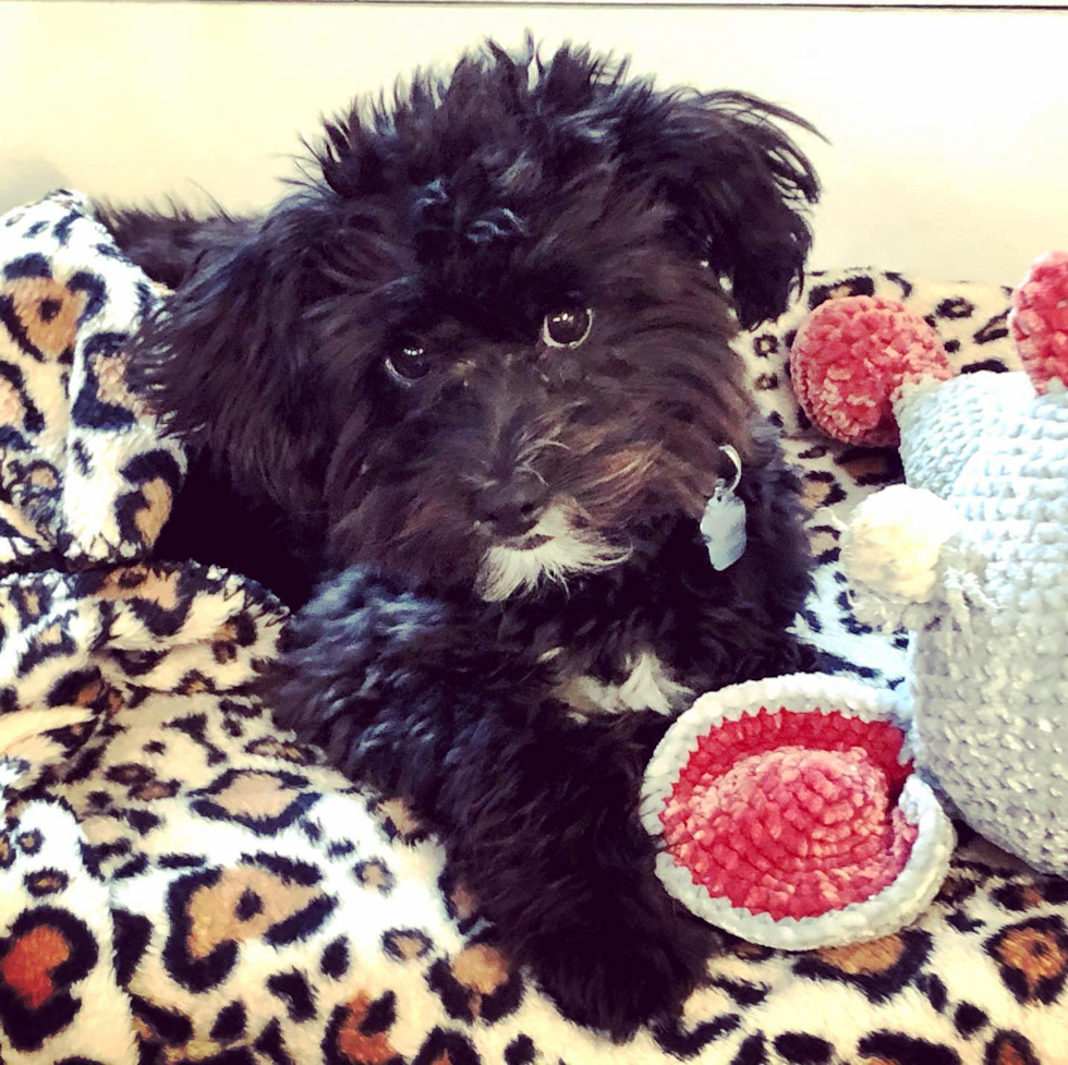 Cute Mini Aussiedoodle Pup in Brooklyn NY