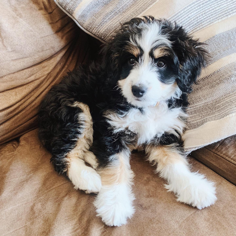 Friendly Mini Bernedoodle Pup in Jersey City NJ