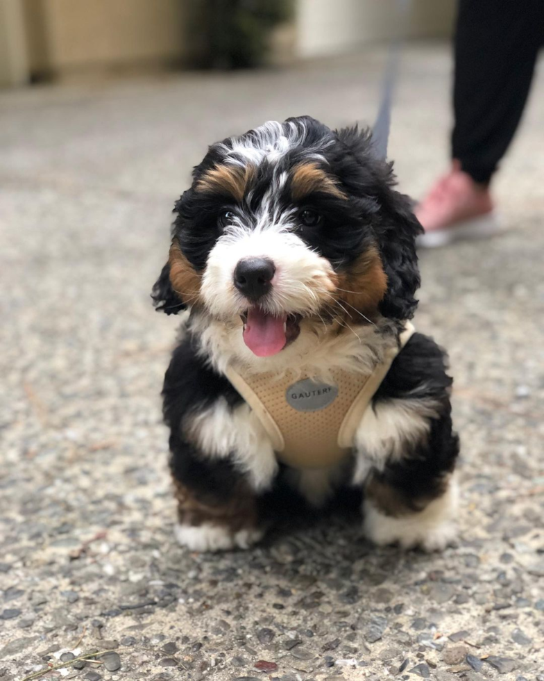 Mini Bernedoodle Being Cute