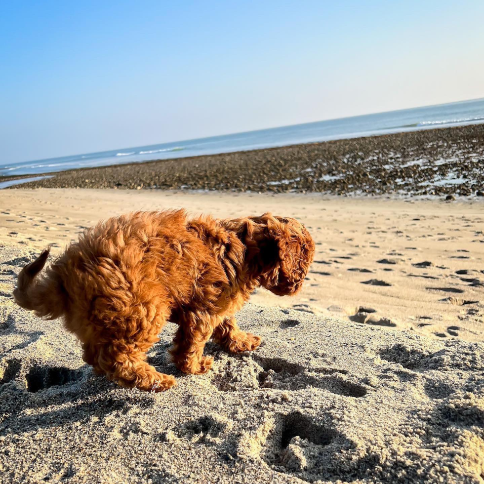 Cute Cavapoo Pup