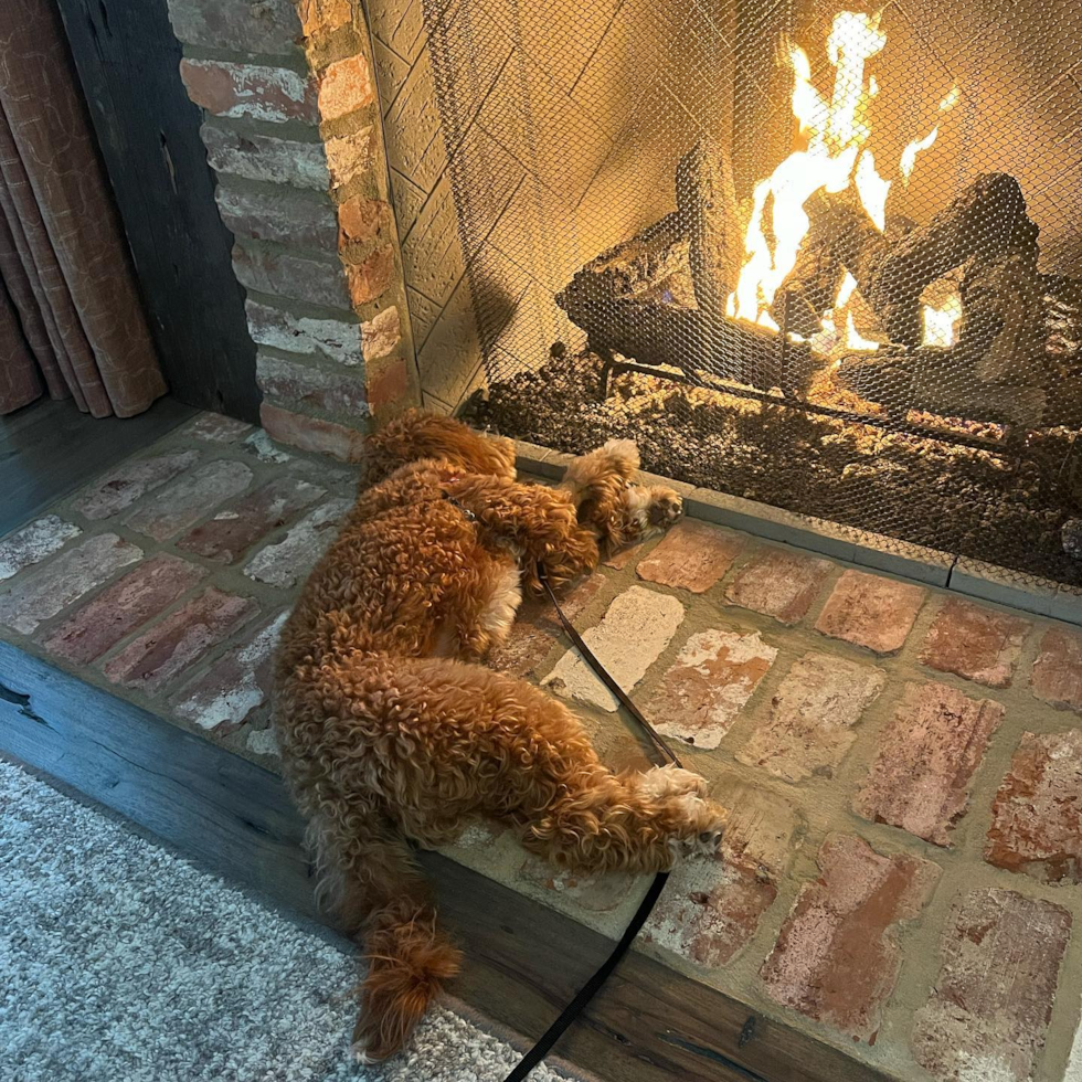 Friendly Mini Goldendoodle Pup