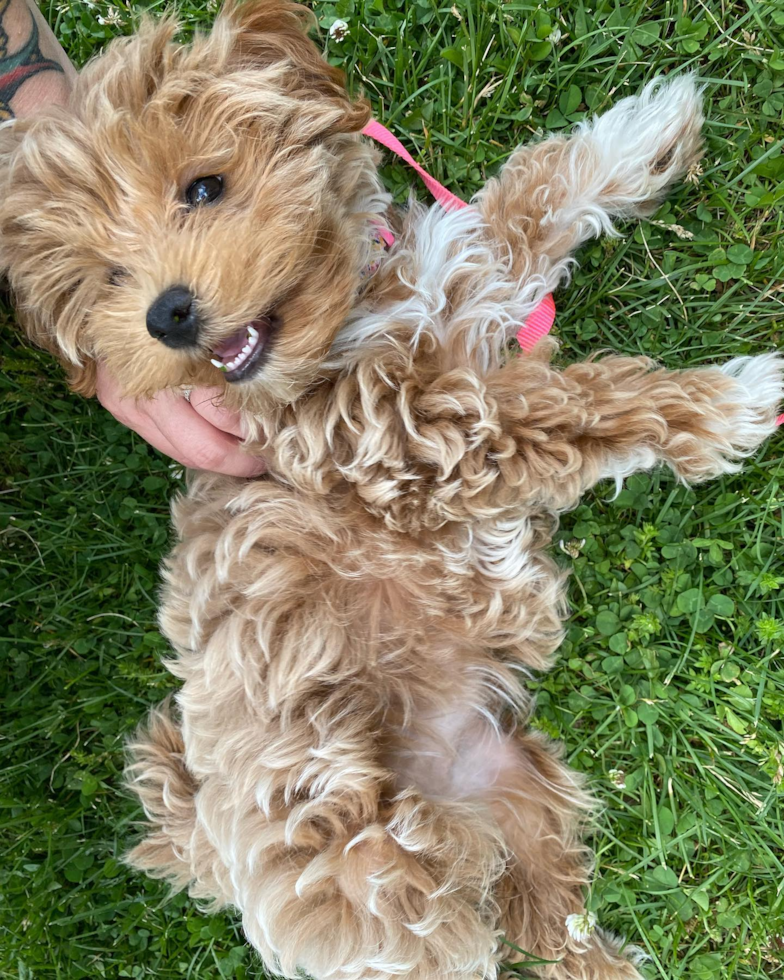 Maltipoo Being Cute