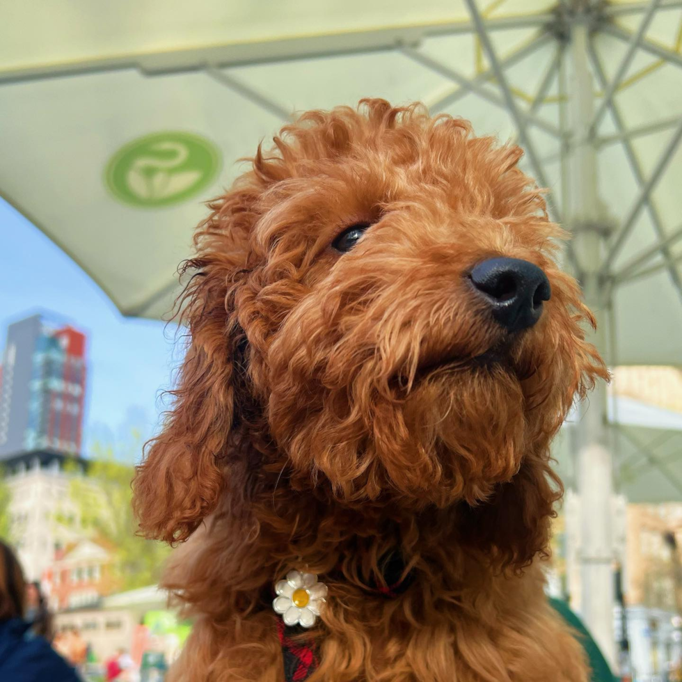 Petite Mini Goldendoodle Poodle Mix Pup