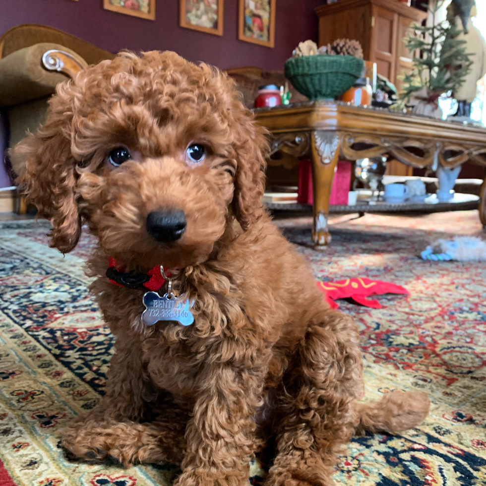 Friendly Mini Goldendoodle Pup