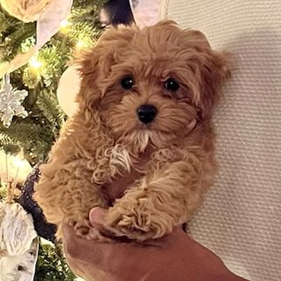 Bloomfield Hills Maltipoo Pup