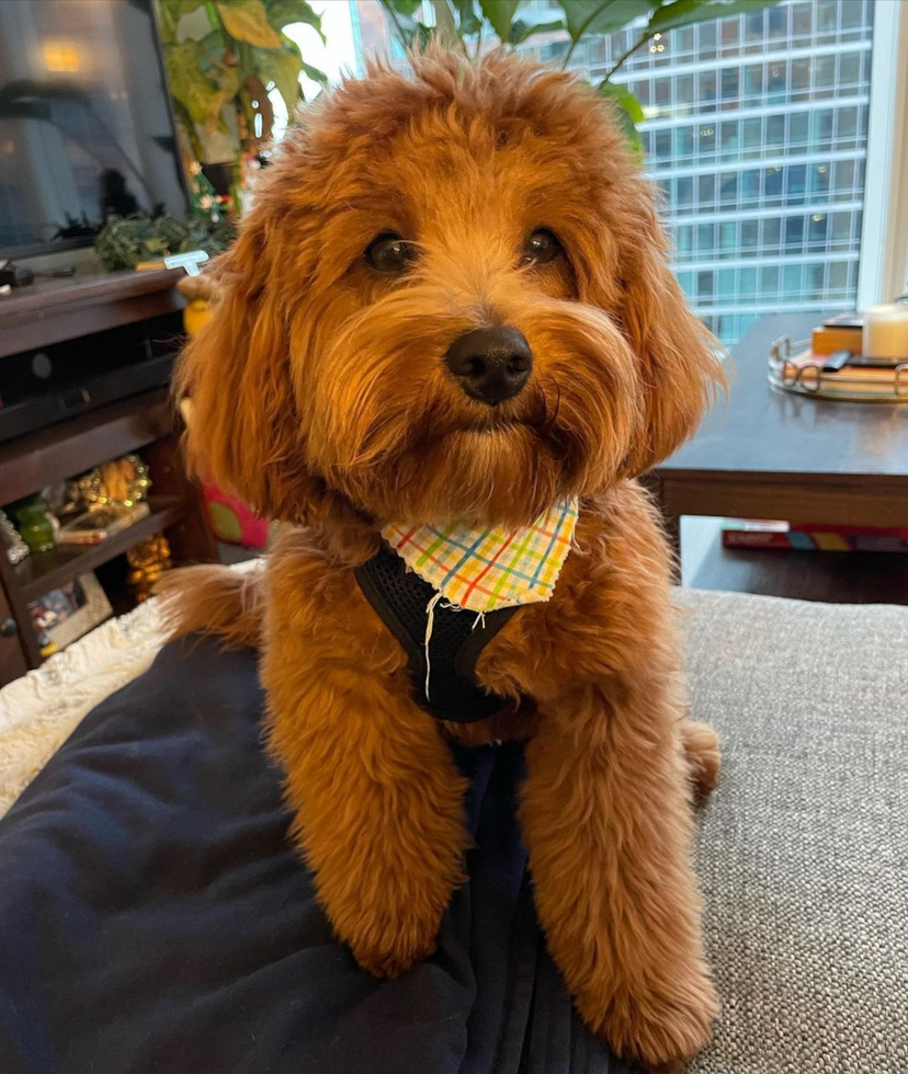 Cute Cavapoo Pup