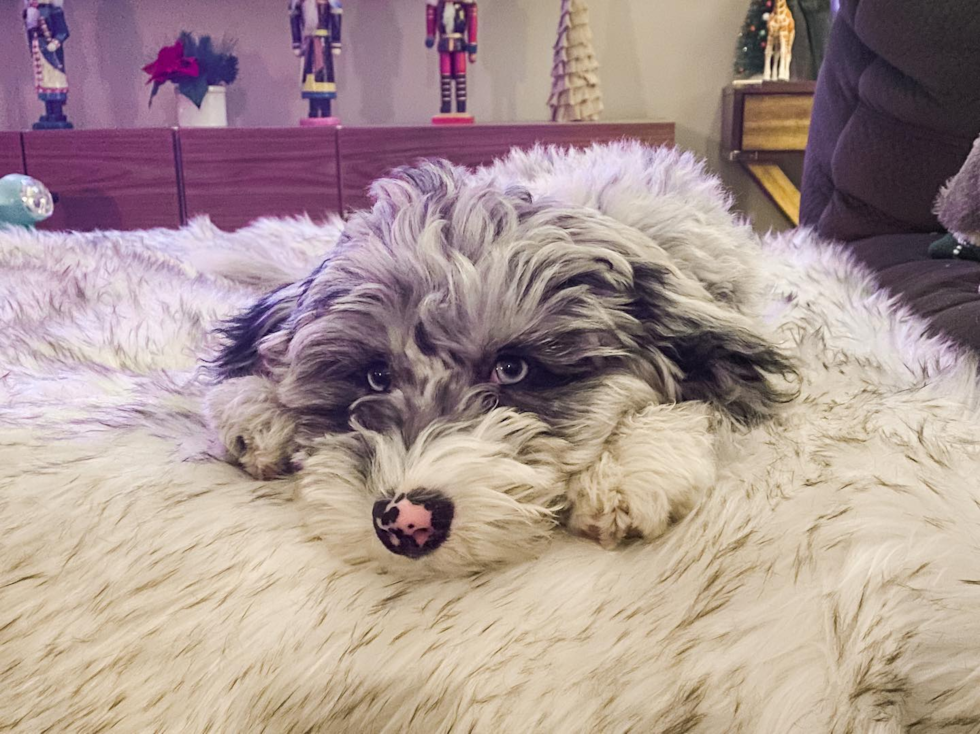 Little Sheep Dog Poodle Mix Pup