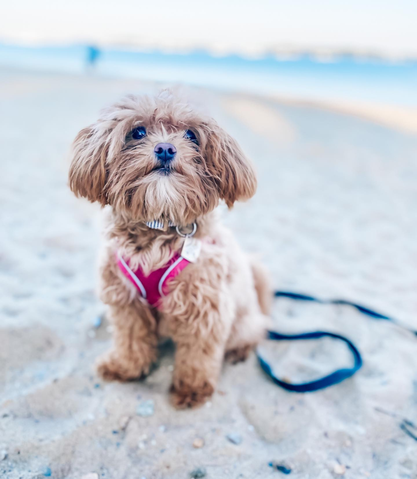 Fluffy Maltipoo Poodle Mix Pup