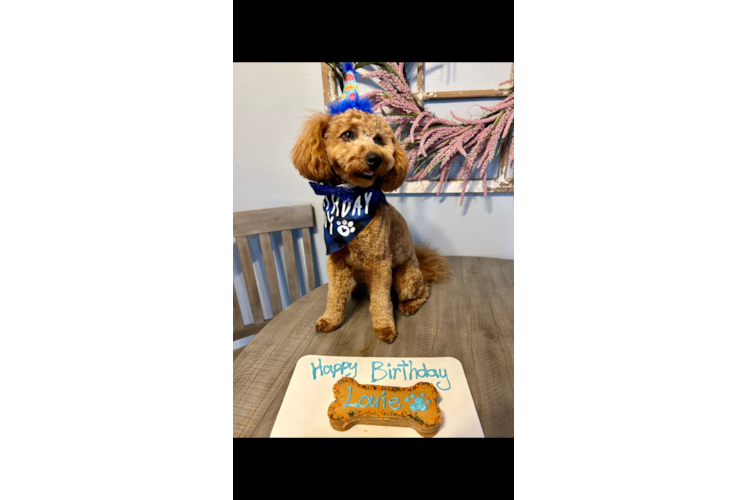 Adorable Golden Retriever Poodle Mix Puppy