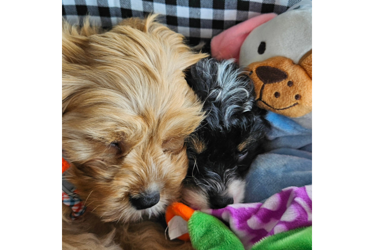 Cavapoo Pup Being Cute