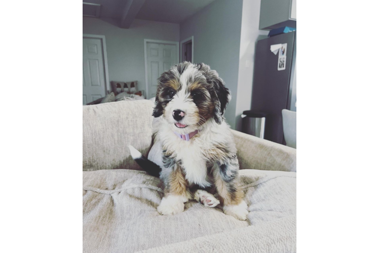 Mini Bernedoodle Pup Being Cute