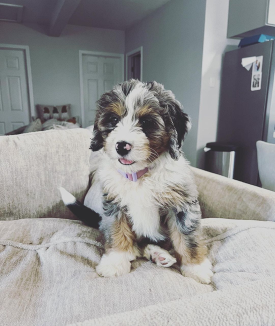 Playful Bernadoodle Poodle Mix Pup