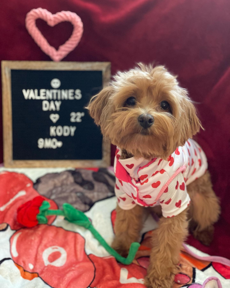 Friendly Maltipoo Pup