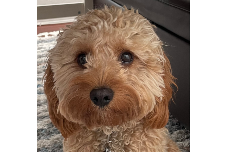 Best Cavapoo Baby
