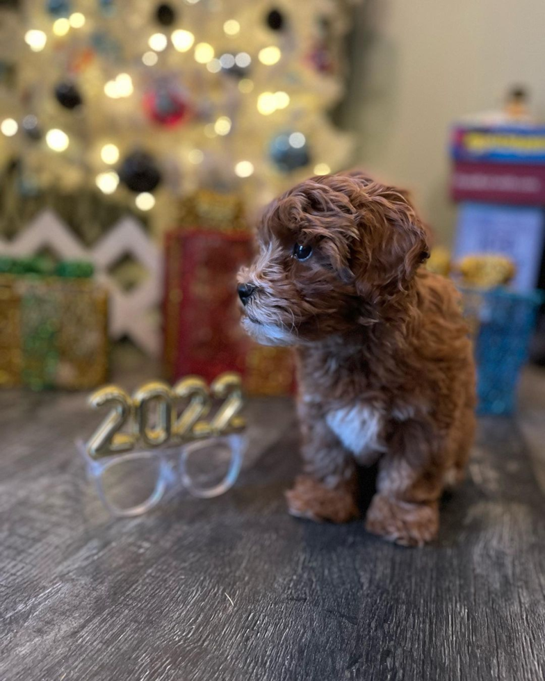 Hazel Park Cavapoo Pup