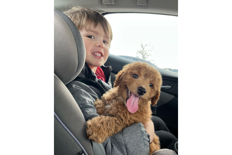 Smart Mini Goldendoodle Poodle Mix Pup